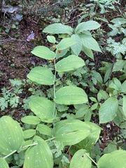 Streptopus amplexifolius