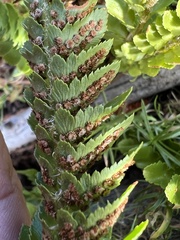 Polystichum scopulinum