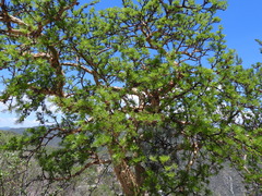 Bursera microphylla