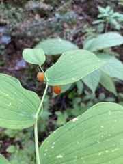 Streptopus amplexifolius