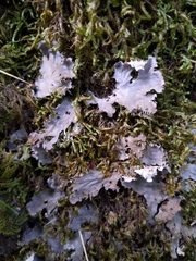 Peltigeraceae