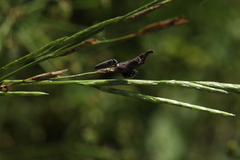 Ceratomegilla notata
