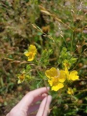 Potentilla