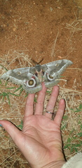 Gonimbrasia zambesina