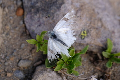 Pontia occidentalis