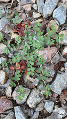 Euphorbia serpens