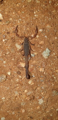 Pseudolychas pegleri