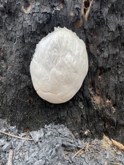 Reticularia lycoperdon