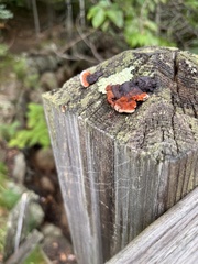 Gloeophyllum sepiarium