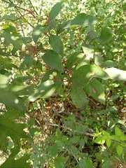 Cornus racemosa