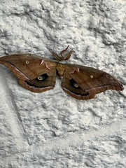 Antheraea polyphemus