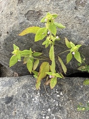Galeopsis