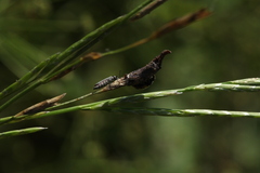 Ceratomegilla notata