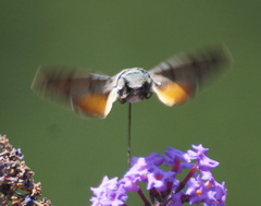 Macroglossum stellatarum