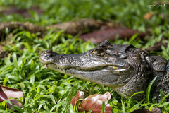 Caiman crocodilus