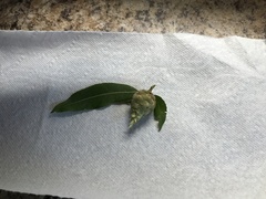 Rabdophaga strobiloides