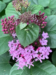 Clerodendrum bungei