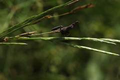 Ceratomegilla notata