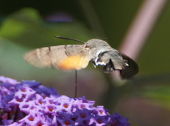Macroglossum stellatarum
