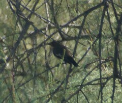 Ficedula hypoleuca