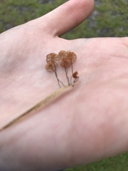 Marasmius siccus