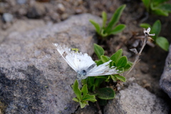 Pontia occidentalis