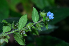 Thyrocarpus sampsonii