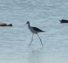 Himantopus himantopus