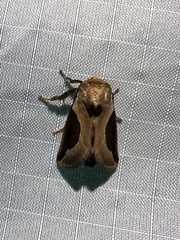 Prolimacodes badia