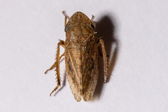 Aphrodes