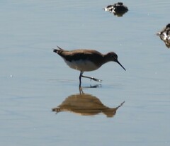 Tringa ochropus