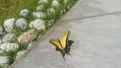 Papilio multicaudata