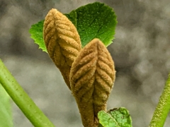 Viburnum lantanoides