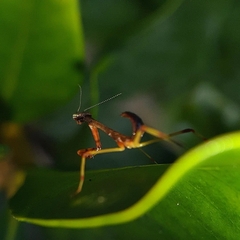 Parastagmatoptera