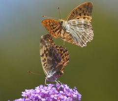 Argynnis paphia