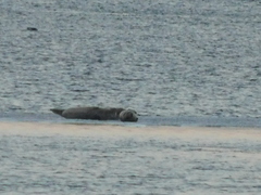 Phoca vitulina vitulina