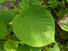 Viburnum lantanoides