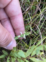 Spiranthes casei casei