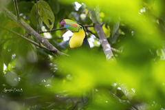 Ramphastos sulfuratus