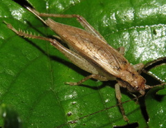 Hapithus saltator