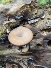 Arrhenia epichysium