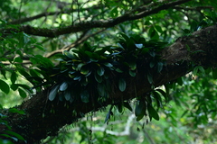 Bulbophyllum macraei