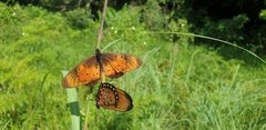 Acraea natalica
