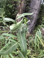 Asclepias speciosa