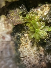 Syntrichia laevipila