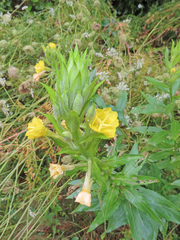 Oenothera parviflora