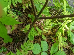 Viburnum lantanoides