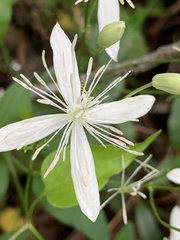 Clematis terniflora