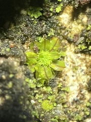 Syntrichia laevipila