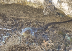 Timon lepidus lepidus